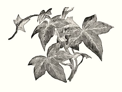 Helix from The Ivy, a Monograph (1872) by Shirley Hibberd (1825–1890). Digitally enhanced from our own original edition.