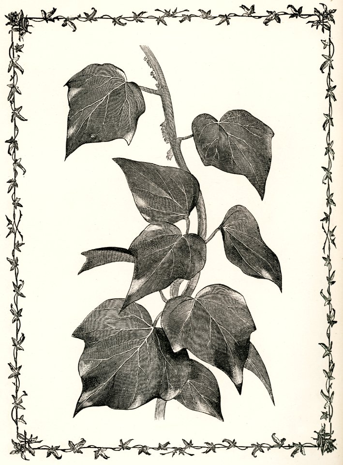 Melanocarpa from The Ivy, a Monograph (1872) by Shirley Hibberd (1825–1890). Digitally enhanced from our own original edition.