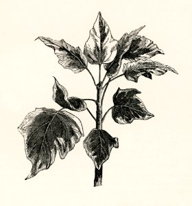 Argentea minor from The Ivy, a Monograph (1872) by Shirley Hibberd (1825–1890). Digitally enhanced from our own original edition.