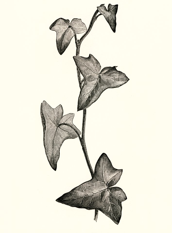 Vintage illustration of Sagittifolia
