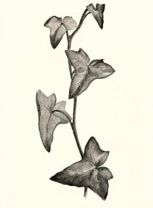 Vintage illustration of Sagittifolia. Free illustration for personal and commercial use.