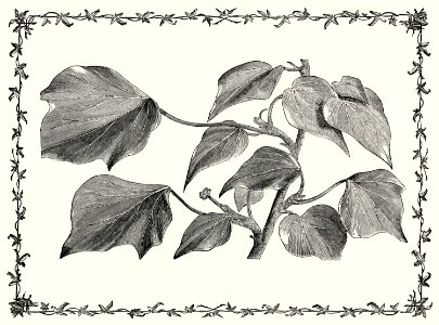 Melanocarpa from The Ivy, a Monograph (1872) by Shirley Hibberd (1825–1890). Digitally enhanced from our own original edition.