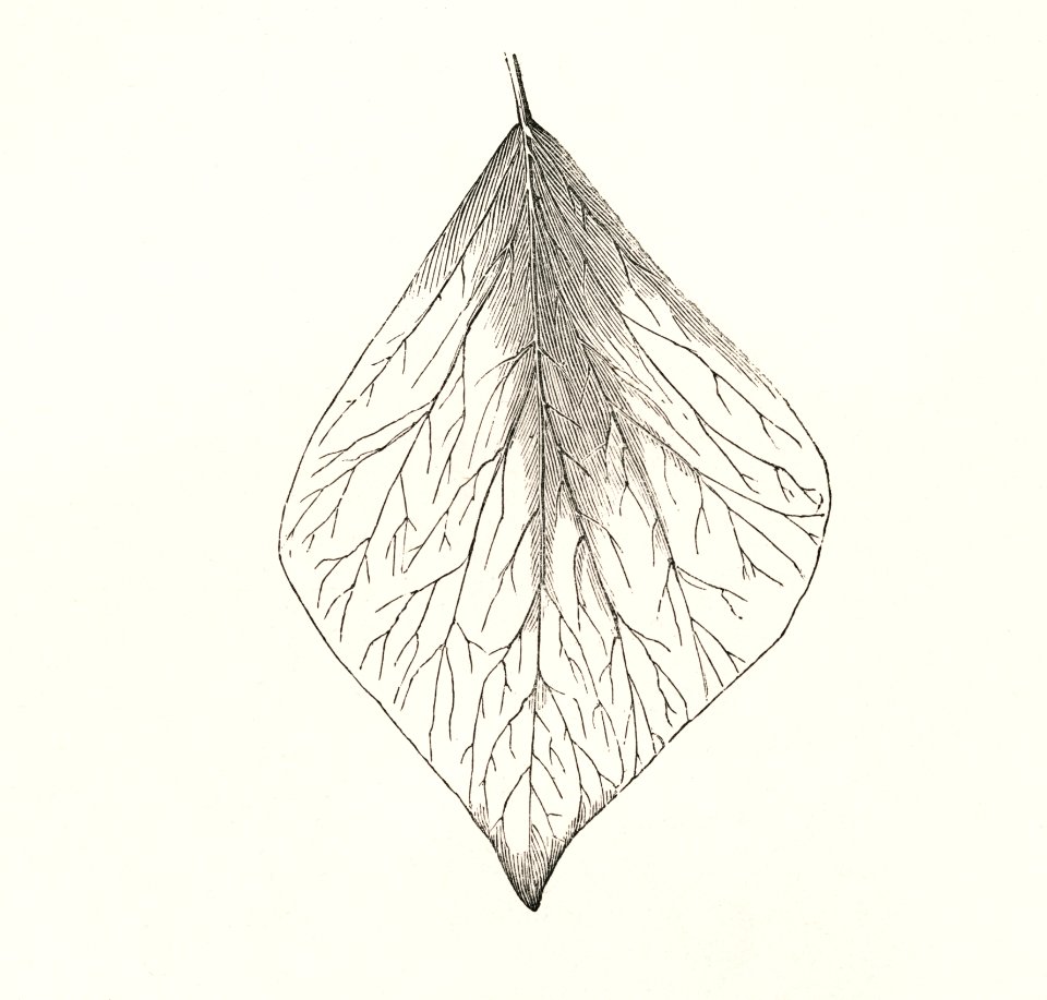 Aurea from The Ivy, a Monograph (1872) by Shirley Hibberd (1825–1890). Digitally enhanced from our own original edition.