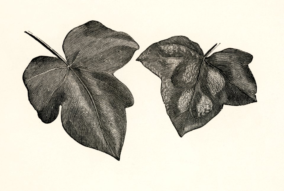 Rugosa from The Ivy, a Monograph (1872) by Shirley Hibberd (1825–1890). Digitally enhanced from our own original edition.