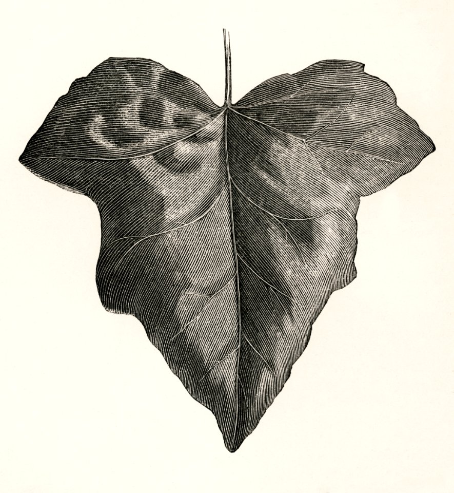 Lucida from The Ivy, a Monograph (1872) by Shirley Hibberd (1825–1890). Digitally enhanced from our own original edition.