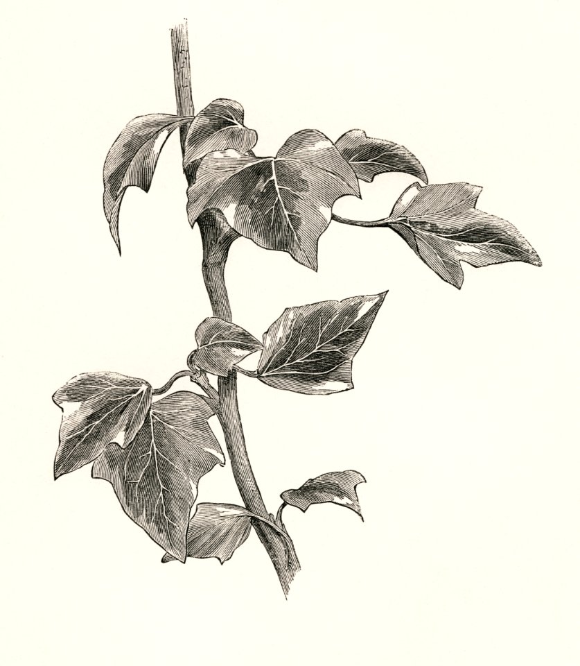 Marginata minor from The Ivy, a Monograph (1872) by Shirley Hibberd (1825–1890). Digitally enhanced from our own original edition.
