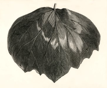 Viridis from The Ivy, a Monograph (1872) by Shirley Hibberd (1825–1890). Digitally enhanced from our own original edition.