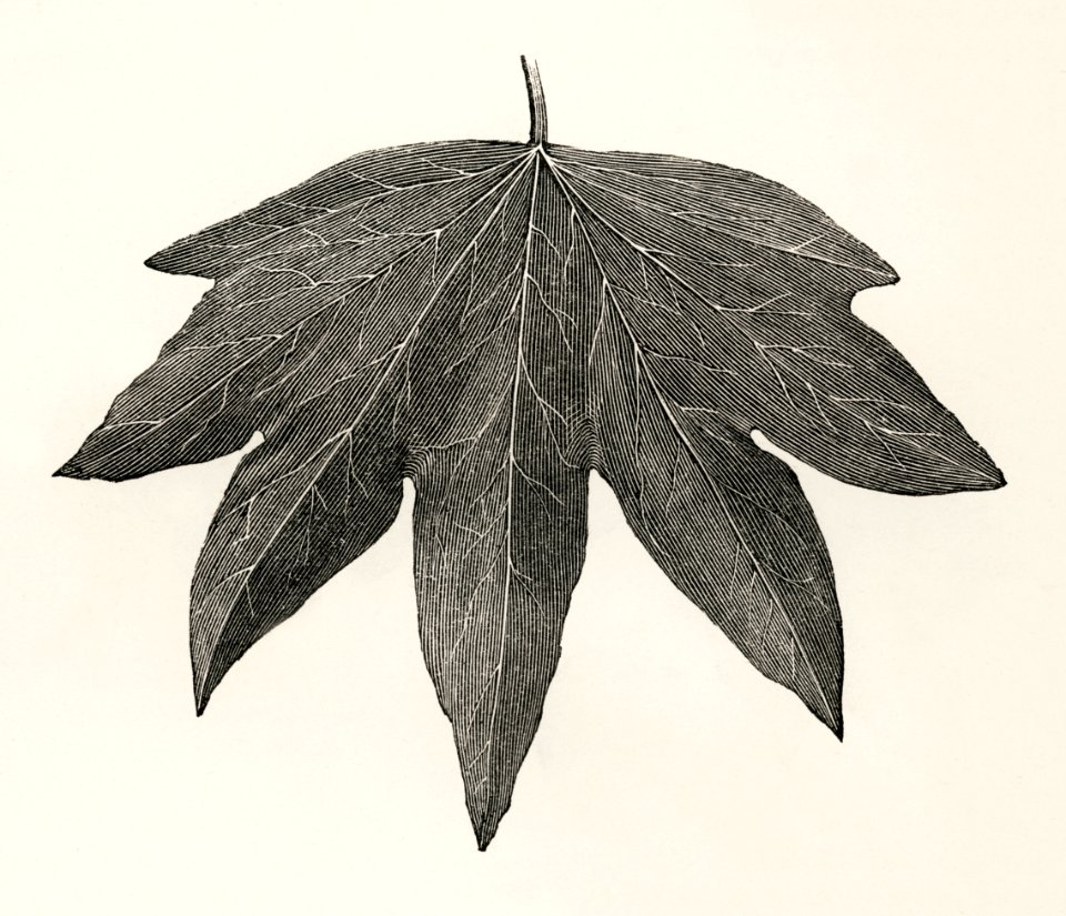Digitata from The Ivy, a Monograph (1872) by Shirley Hibberd (1825–1890). Digitally enhanced from our own original edition.