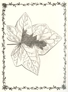 Pallida from The Ivy, a Monograph (1872) by Shirley Hibberd (1825–1890). Digitally enhanced from our own original edition.