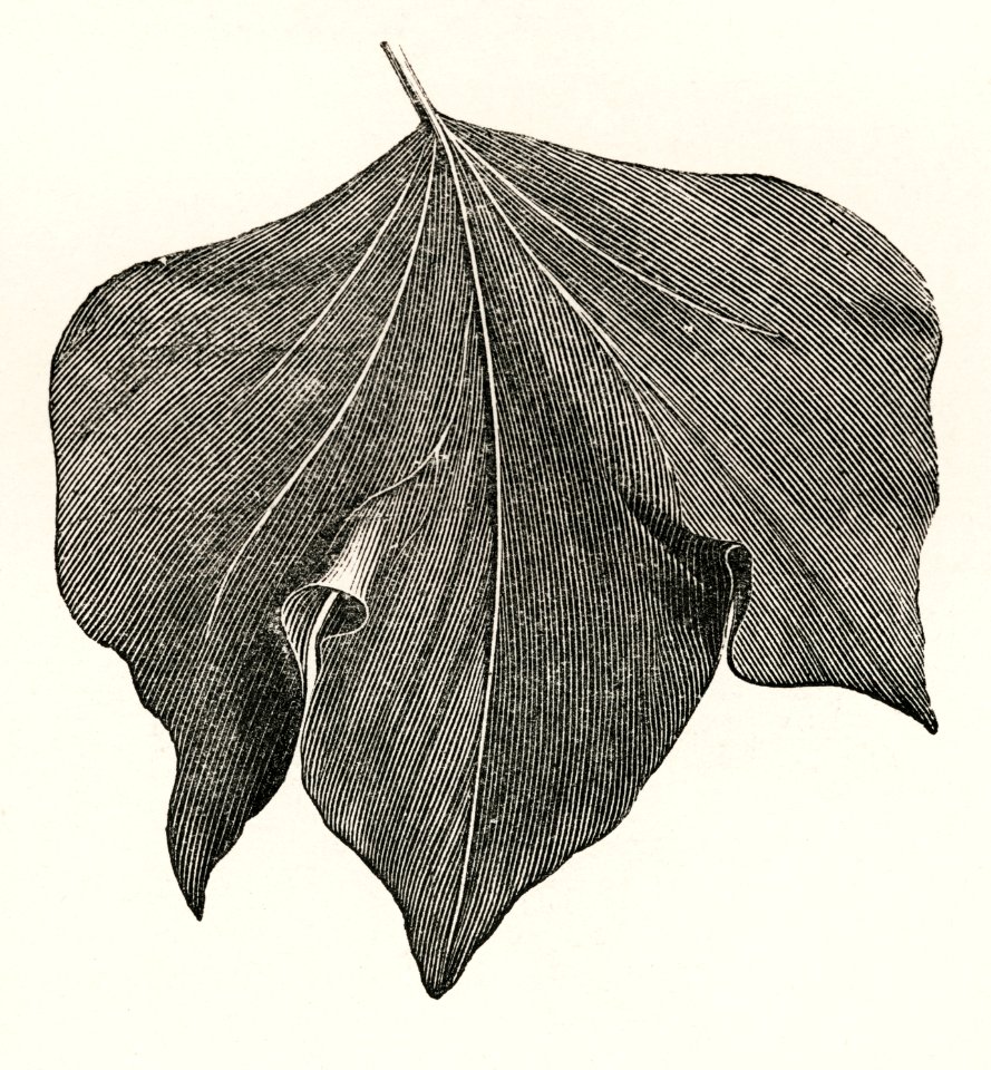 Cuspidata major from The Ivy, a Monograph (1872) by Shirley Hibberd (1825–1890). Digitally enhanced from our own original edition.
