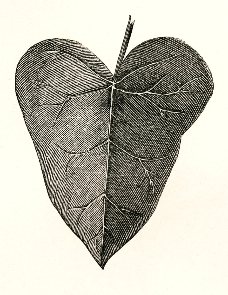 Seutifolia from The Ivy, a Monograph (1872) by Shirley Hibberd (1825–1890). Digitally enhanced from our own original edition.