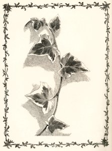 Marginata from The Ivy, a Monograph (1872) by Shirley Hibberd (1825–1890). Digitally enhanced from our own original edition.. Free illustration for personal and commercial use.