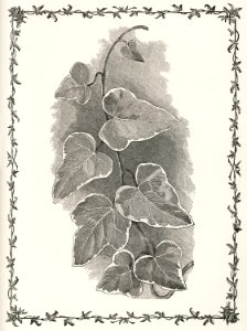 Sub-marginata from The Ivy, a Monograph (1872) by Shirley Hibberd (1825–1890). Digitally enhanced from our own original edition.. Free illustration for personal and commercial use.
