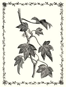 Pustulata from The Ivy, a Monograph (1872) by Shirley Hibberd (1825–1890). Digitally enhanced from our own original edition.