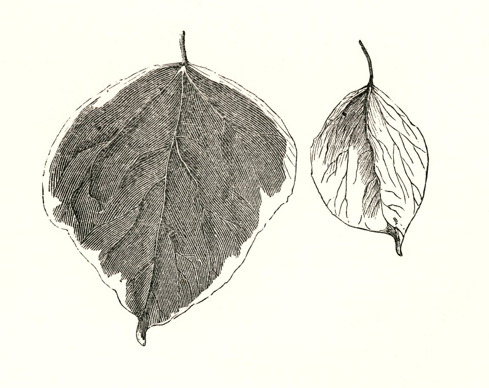 Sub-lutea from The Ivy, a Monograph (1872) by Shirley Hibberd (1825–1890). Digitally enhanced from our own original edition.
