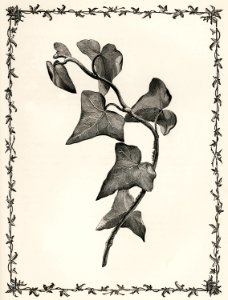 Contracta from The Ivy, a Monograph (1872) by Shirley Hibberd (1825–1890). Digitally enhanced from our own original edition.