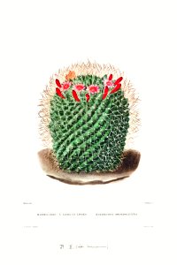 Pincushion Cactus (Mammillaria Dolichocentra) from Iconographie descriptive des cactées by Charles Antoine Lemaire (1801–1871).. Free illustration for personal and commercial use.