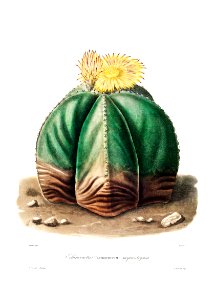 Bishop's Cap Cactus (Astrophytum Myriostigma) from Iconographie descriptive des cactées by Charles Antoine Lemaire (1801–1871).. Free illustration for personal and commercial use.