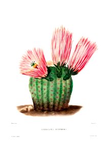 Rainbow Cactus (Echinocactus Pectiniferus) from Iconographie descriptive des cactées by Charles Antoine Lemaire (1801–1871).. Free illustration for personal and commercial use.