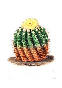Golden Barrel Cactus (Echinocactus rinaceus) from Iconographie descriptive des cactées by Charles Antoine Lemaire (1801–1871).. Free illustration for personal and commercial use.