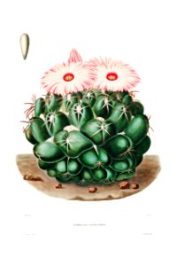 Elephant's Tooth Cactus (Mammillaria Elephantidens) from Iconographie descriptive des cactées by Charles Antoine Lemaire (1801–1871).. Free illustration for personal and commercial use.