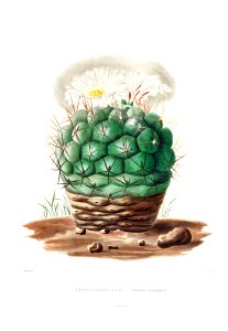 Echinocactus Hexaedrophorus from Iconographie descriptive des cactées by Charles Antoine Lemaire (1801–1871).. Free illustration for personal and commercial use.