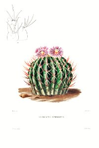 Echinocactus Coptonogonus from Iconographie descriptive des cactées by Charles Antoine Lemaire (1801–1871).. Free illustration for personal and commercial use.