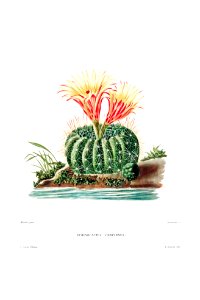 Sun Cup Cactus (Echinocactus Concinnus) from Iconographie descriptive des cactées by Charles Antoine Lemaire (1801–1871).. Free illustration for personal and commercial use.