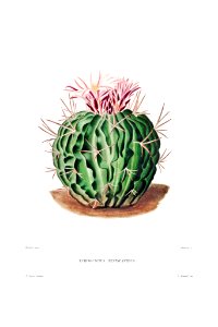 Echinocactus Pentacanthus from Iconographie descriptive des cactées by Charles Antoine Lemaire (1801–1871).. Free illustration for personal and commercial use.
