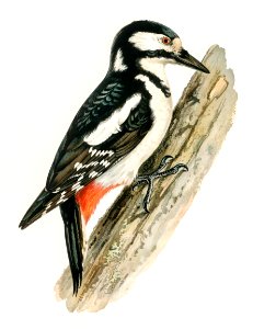 Great spotted woodpecker-female ♀ (Dryobates major) illustrated by the von Wright brothers. Digitally enhanced from our own 1929 folio version of Svenska Fåglar Efter Naturen Och Pa Sten Ritade.