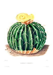 Parodia Sellowii (Echinocactus Sellowianus) from Iconographie descriptive des cactées by Charles Antoine Lemaire (1801–1871).. Free illustration for personal and commercial use.