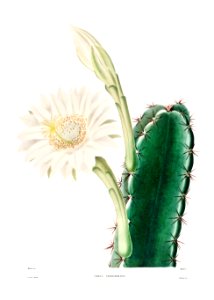 Lady of the Night Cactus (Cereus Perrotetianus) from Iconographie descriptive des cactées by Charles Antoine Lemaire (1801–1871).. Free illustration for personal and commercial use.