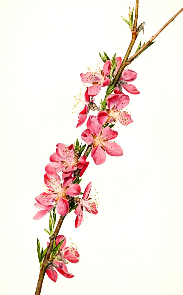 Peach (Prunus Persica) (1924) by Royal Charles Steadman.