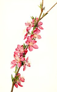 Peach (Prunus Persica) (1924) by Royal Charles Steadman.