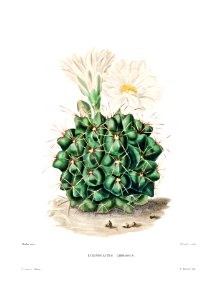 Black Chin Cactus (Echinocactus Gibbosus) from Iconographie descriptive des cactées by Charles Antoine Lemaire (1801–1871).. Free illustration for personal and commercial use.