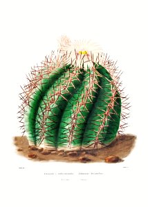 Turk's Head Cactus (Echinocactus Horizonthalonius) from Iconographie descriptive des cactées by Charles Antoine Lemaire (1801–1871).. Free illustration for personal and commercial use.