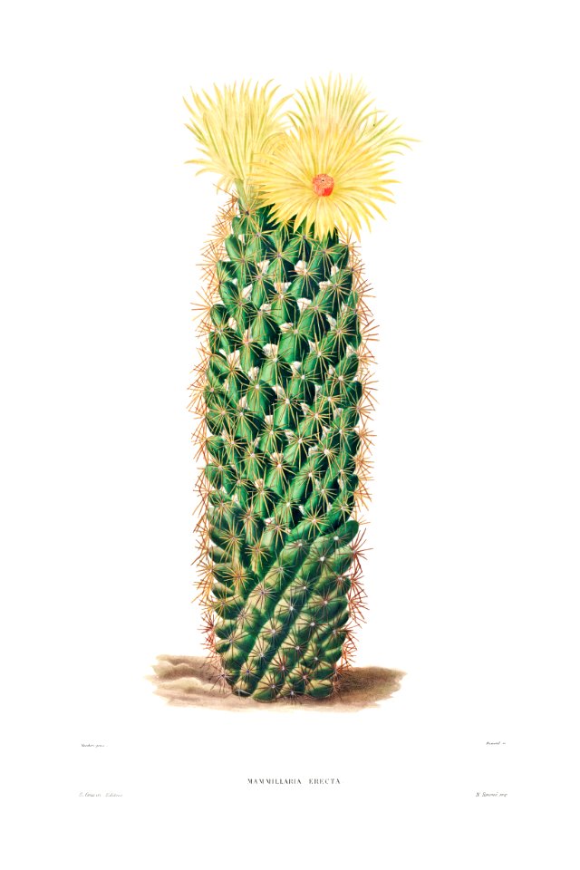 Hedgehog Cactus (Mammillaria Erecta) from Iconographie descriptive des cactées by Charles Antoine Lemaire (1801–1871).. Free illustration for personal and commercial use.