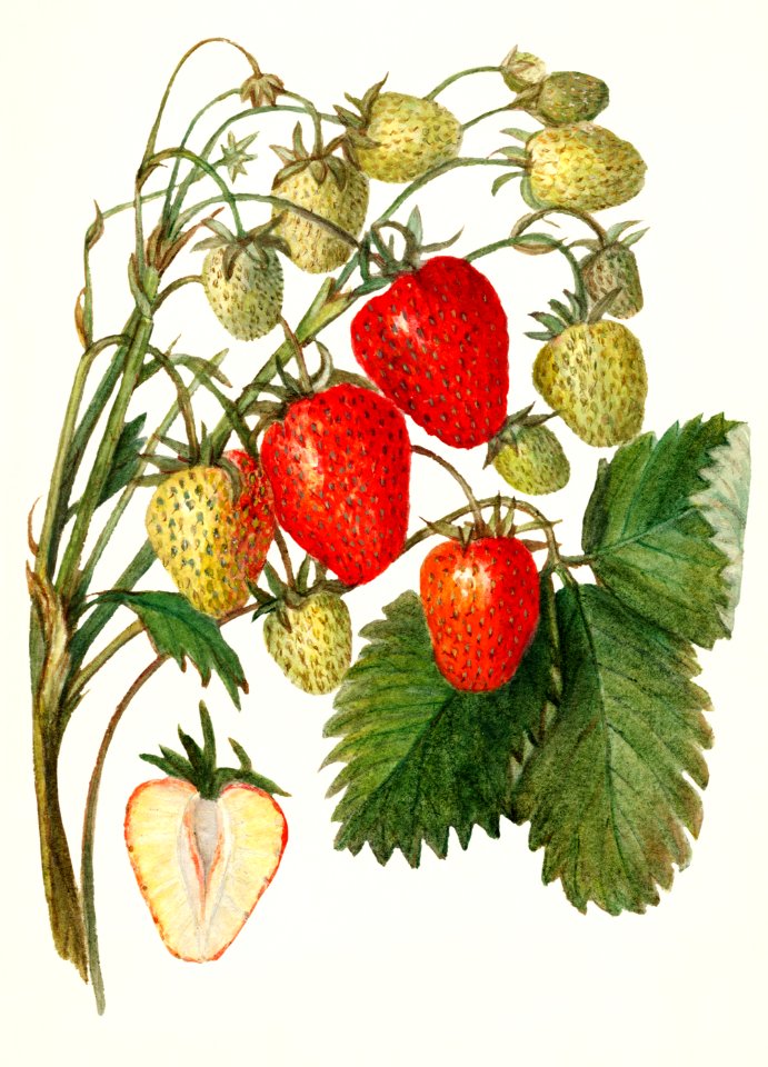 Strawberries (Fragaria) (1912) by Amanda Almira Newton. - Free Stock ...