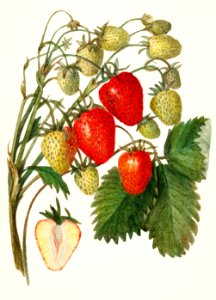 Strawberries (Fragaria) (1912) by Amanda Almira Newton.. Free illustration for personal and commercial use.