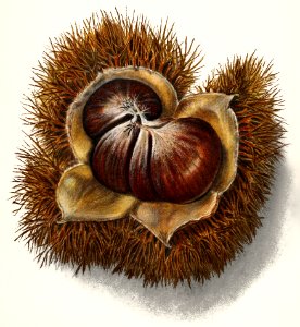 Chestnut (Castanea) (1913) by Ellen Isham Schutt.. Free illustration for personal and commercial use.