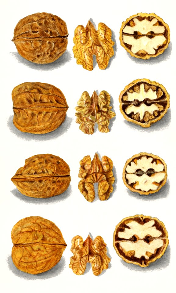 Walnuts (Juglans) (1911) by Amanda Almira Newton.