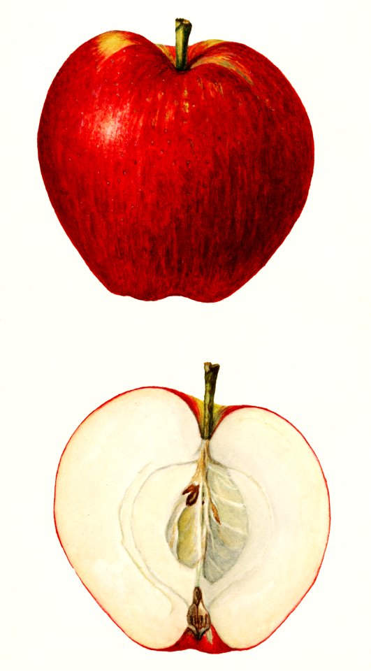 Apples (Malus Domestica) (1925) by Amanda Almira Newton.