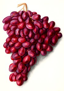 Vintage bunch of red grapes illustration.