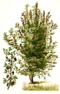 Pear tree (Pyrus Communis) by Frank Muller.. Free illustration for personal and commercial use.