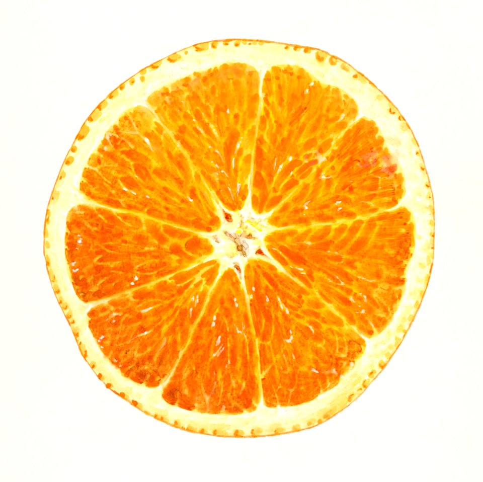 Orange (Citrus Sinensis) (1914) by James Marion Shull.