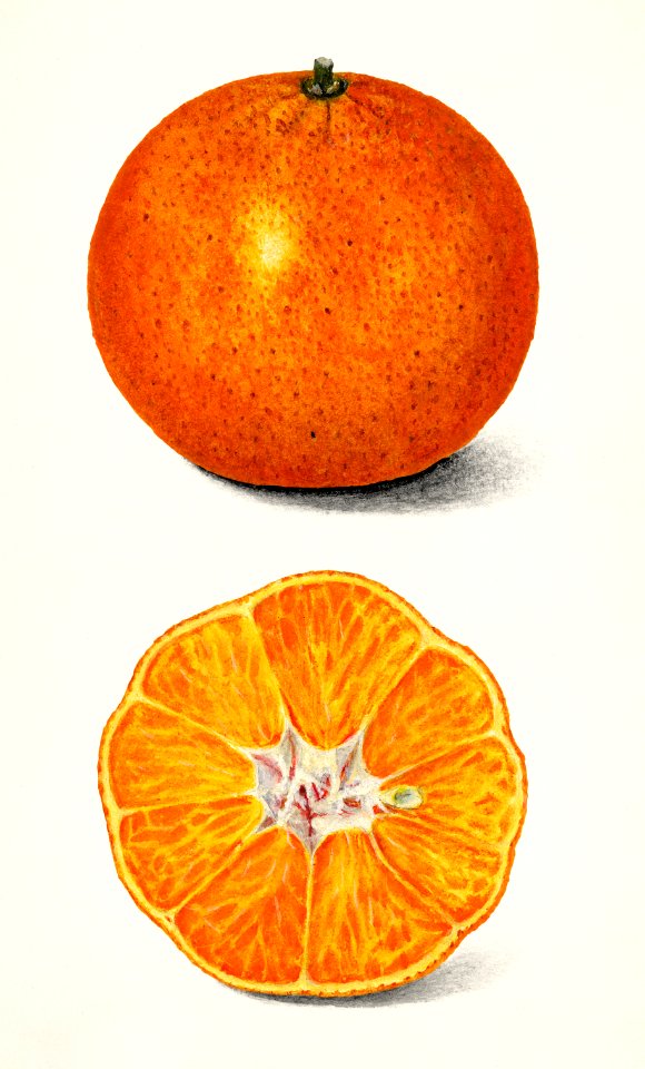 Orange (Citrus Sinensis) (1916) by Amanda Almira Newton.. Free illustration for personal and commercial use.