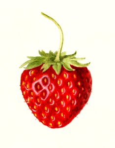 Strawberry (Fragaria) (1930) by Louis Charles Christopher Krieger.. Free illustration for personal and commercial use.