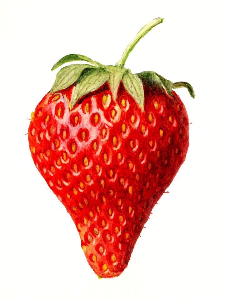 Strawberry (Fragaria) (1929) by Louis Charles Christopher Krieger.. Free illustration for personal and commercial use.