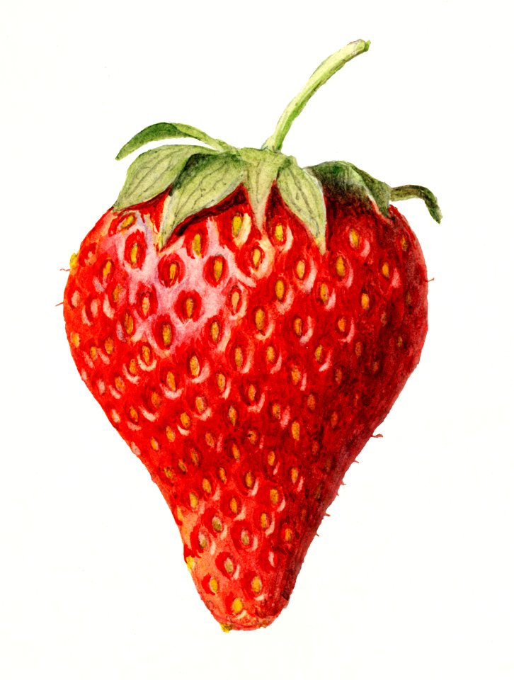 Strawberry (Fragaria) (1929) by Louis Charles Christopher Krieger.