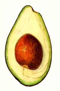 Avocado (Persea) (1916) by Amada Almira Newton.. Free illustration for personal and commercial use.